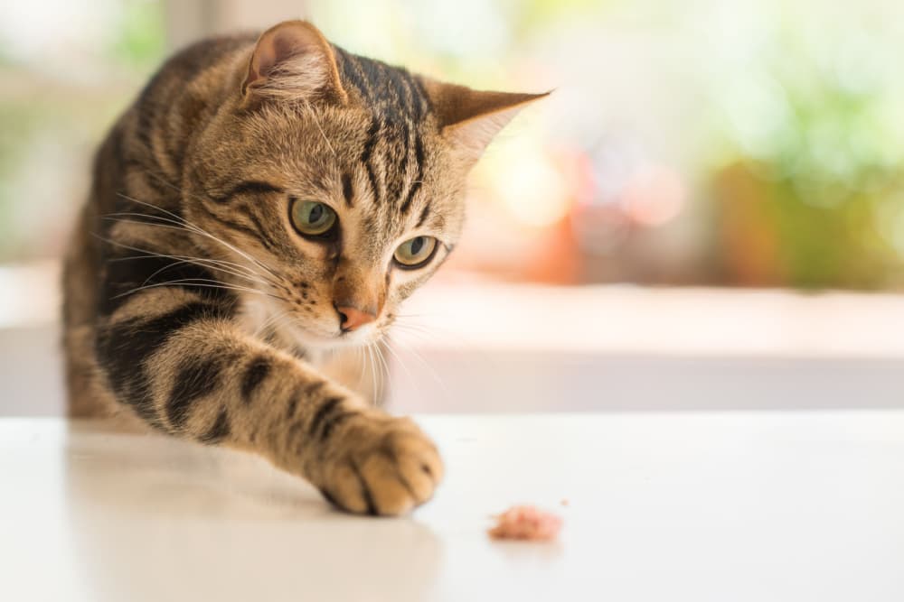 Cat looking to play with treat