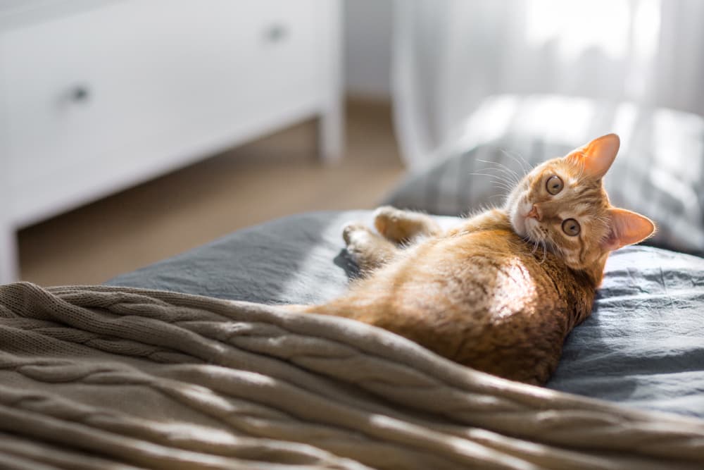 Cat sleeping on bed