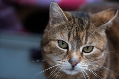 6 Cat UTI Symptoms to Get Checked Right Away