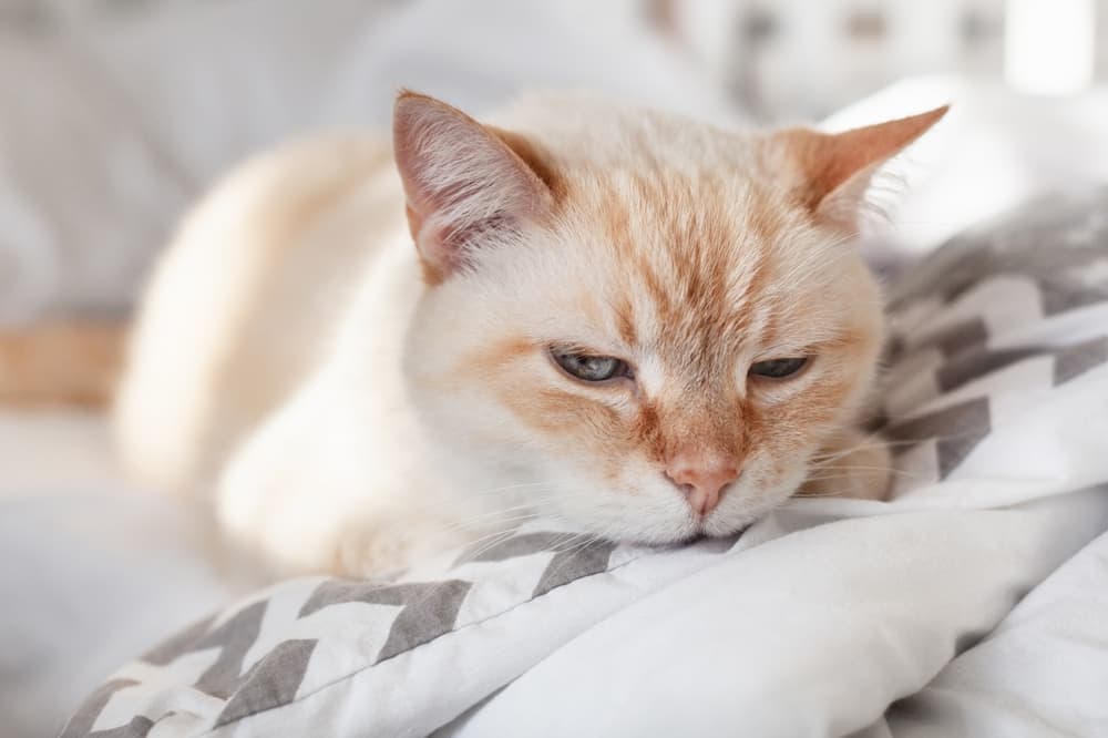 Cat laying on bed feeling sad