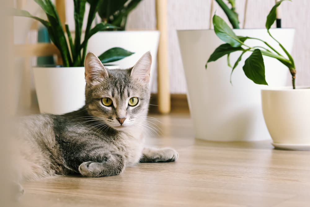 Cat laying on floor looking at owner