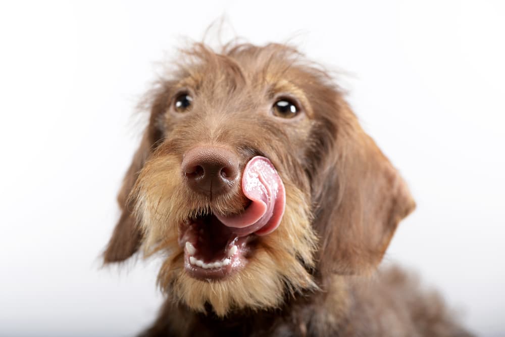 Dog licking lips