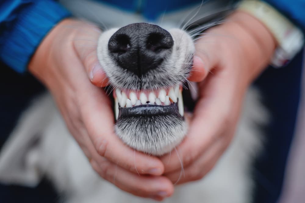 Holding teeth of the dog looking at owner