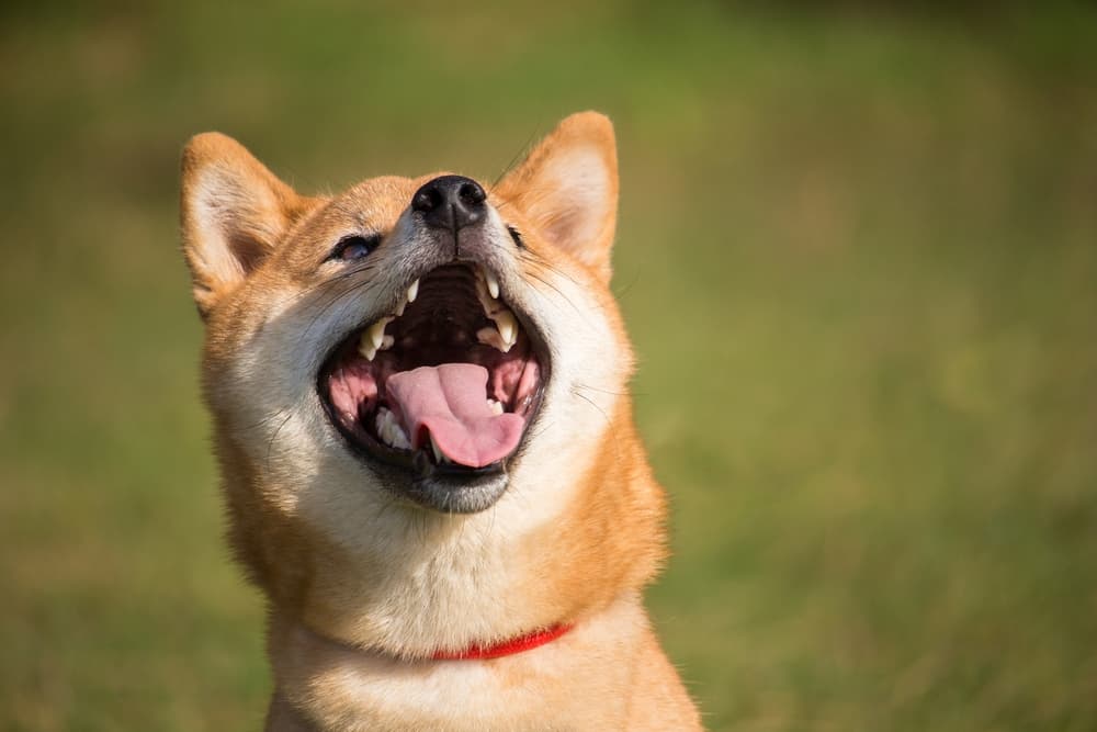 Happy dog playing outside