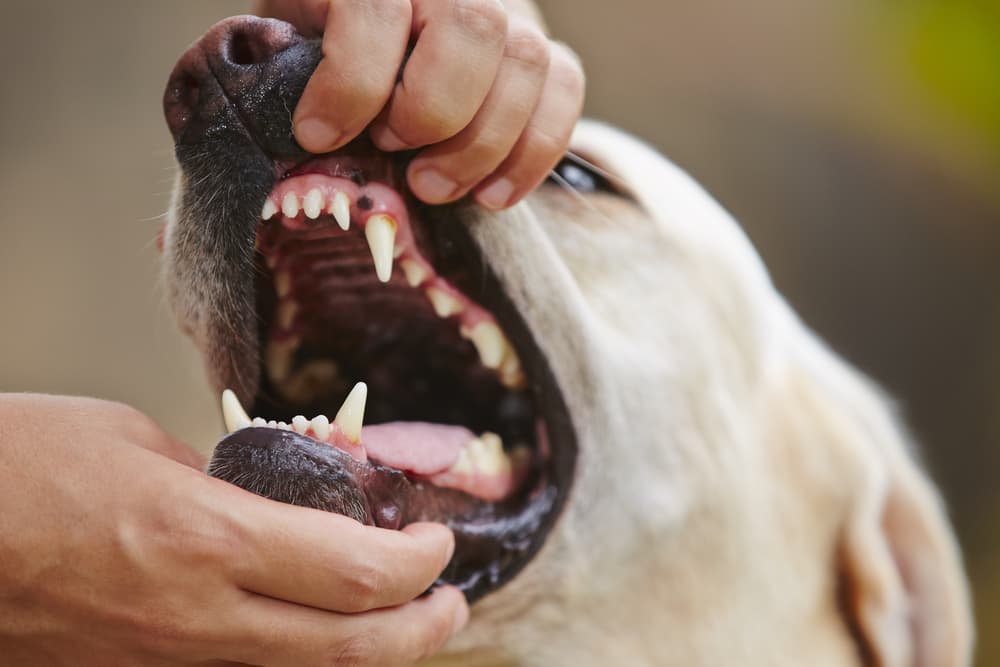 Holding open dog's mouth looking at cavities