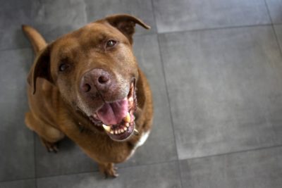 Can Dogs Get Cavities?