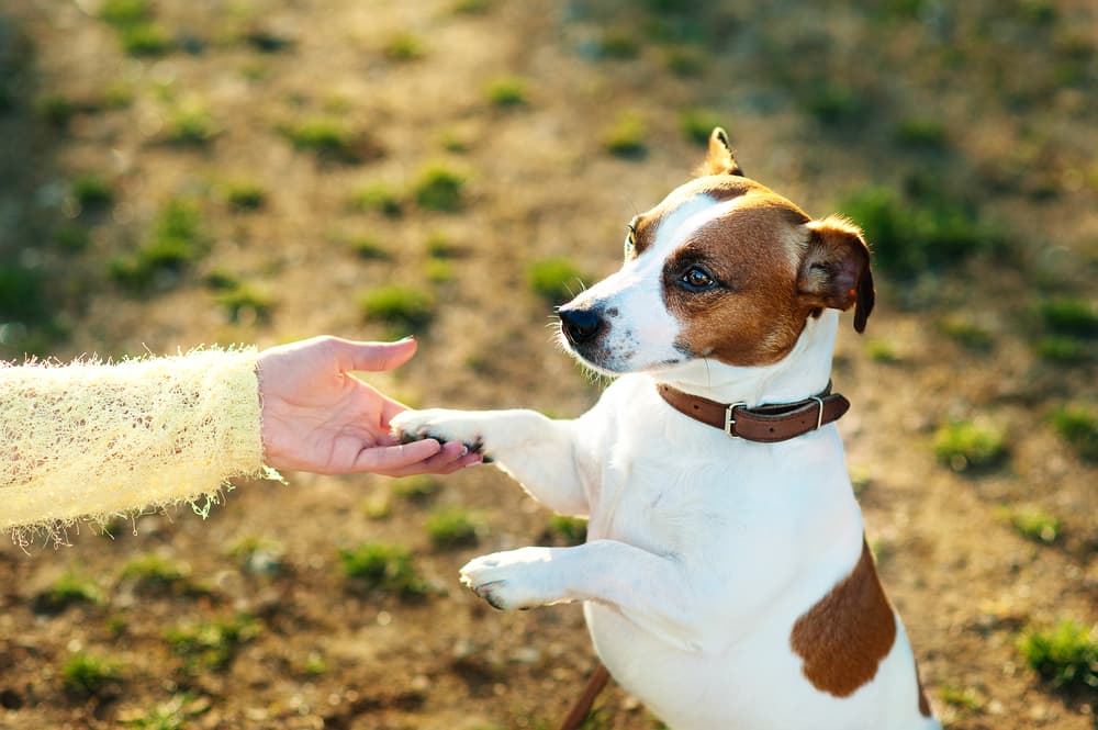 Owner holding dog's paw