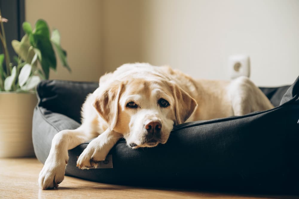 Dog sitting in dog bed looking sad