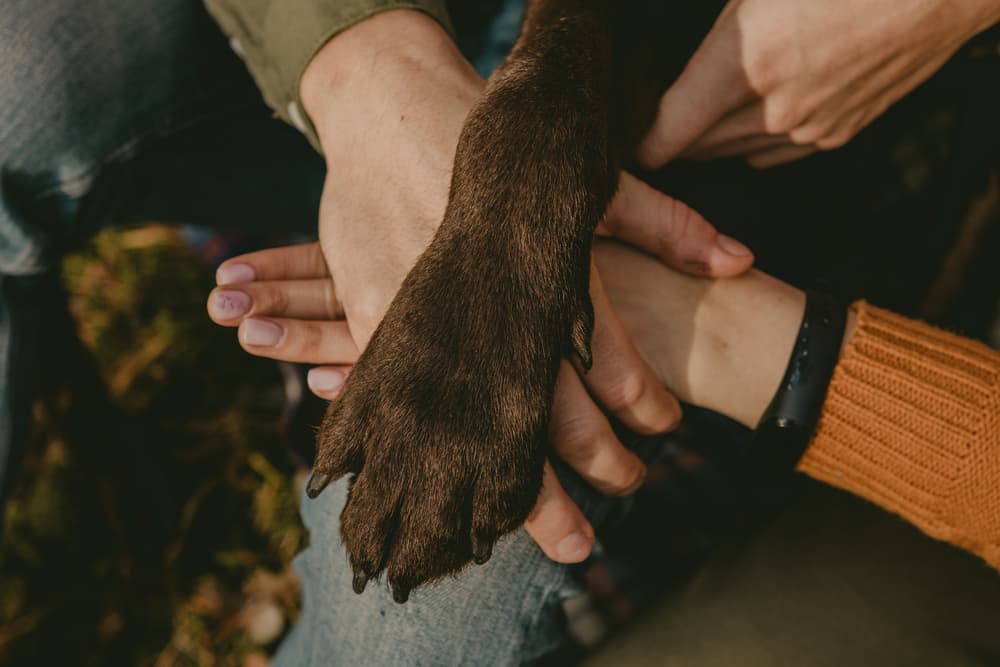 Holding dog paws about to groom