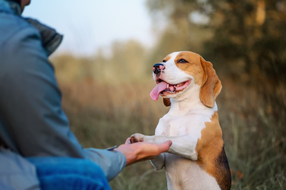 Owner holding dog paw outside
