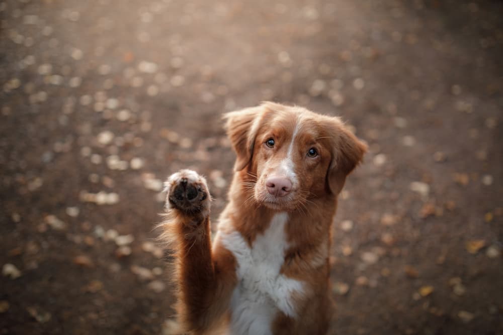 Dog holding paw up
