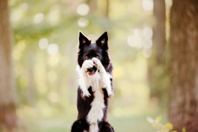 Dog Paws: Anatomy, Care, and Protection Tips