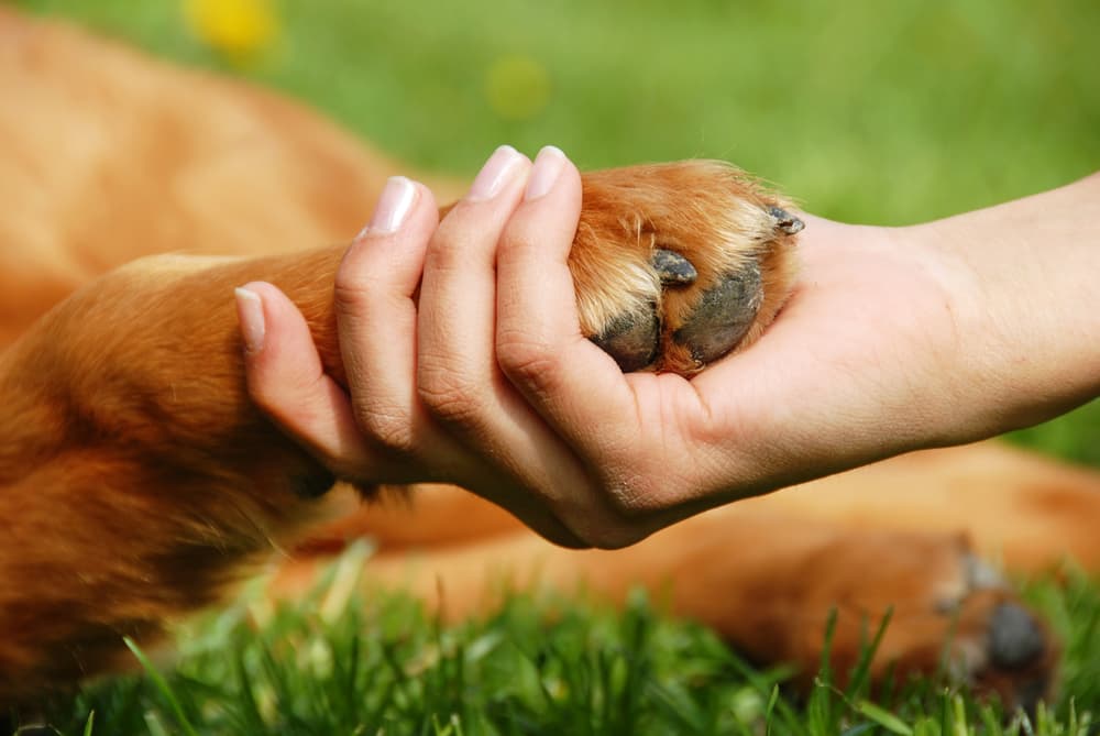 Holding dog paw up close