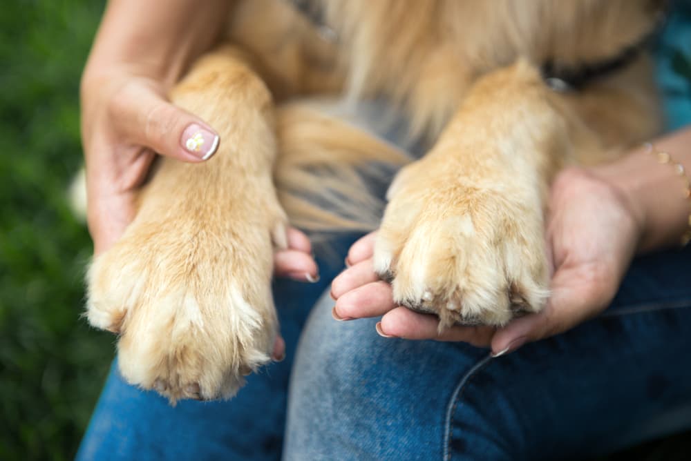 Holding dog paws protecting them