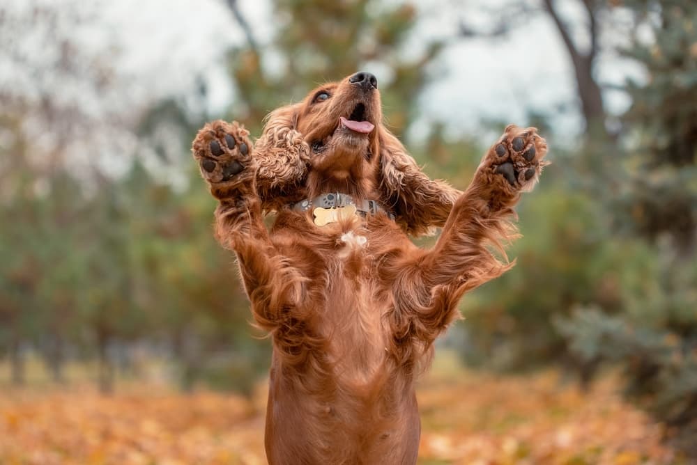 Dog holding paws up outside