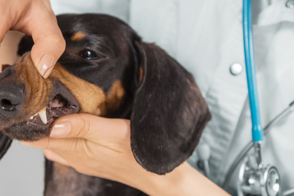 Holding open dog's mouth for dog teeth cleaning