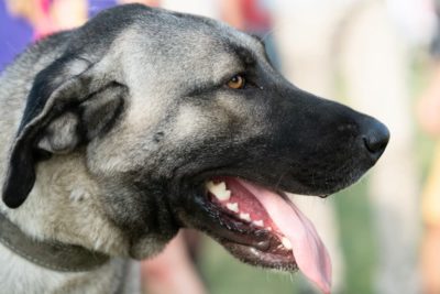 Dog Teeth Cleaning: Procedure, Costs, and What to Expect