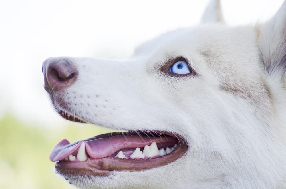 Dog smiling looking up to sky