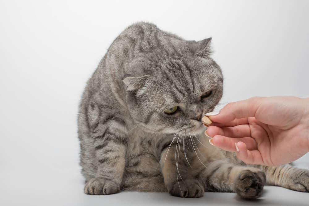 Pet owner giving cat a pill