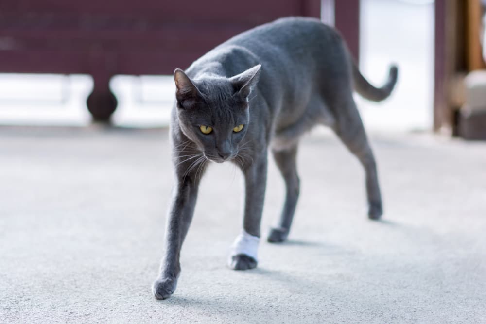 Cat with bandage on leg