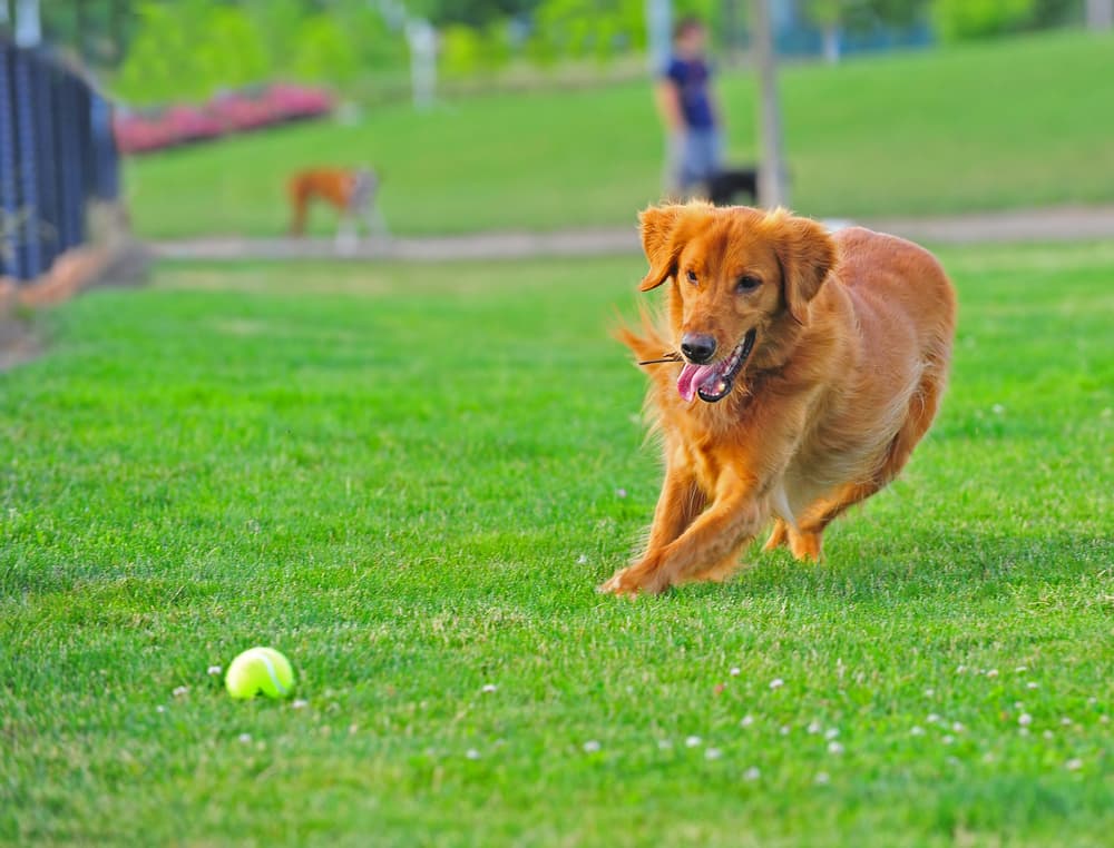 Irish setter running for ball in park