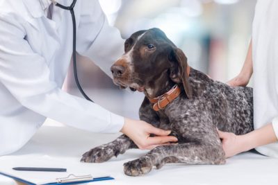 Normal Dog Heart Rate: What Should It Be?