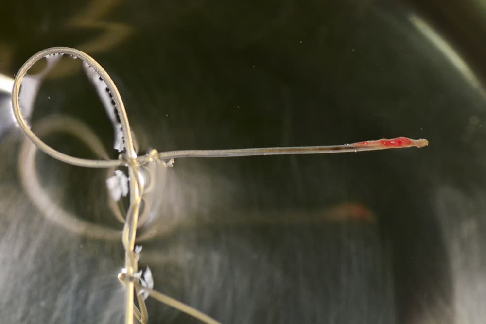 Heartworm dirofilaria