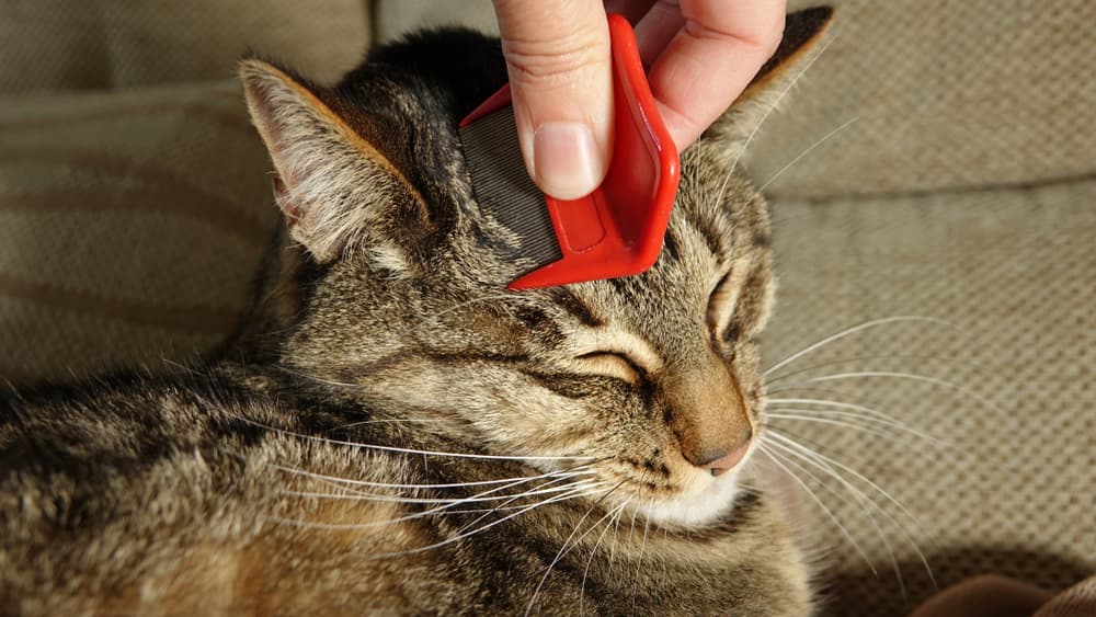 Pet owner using a flea comb on their cat