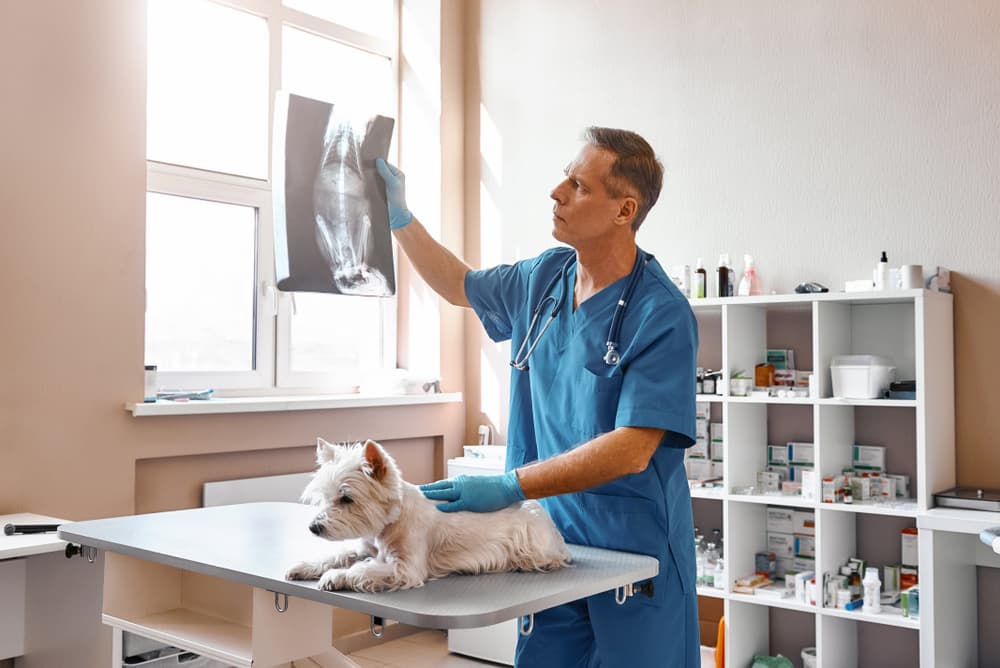 Veterinarian examines dog X-ray