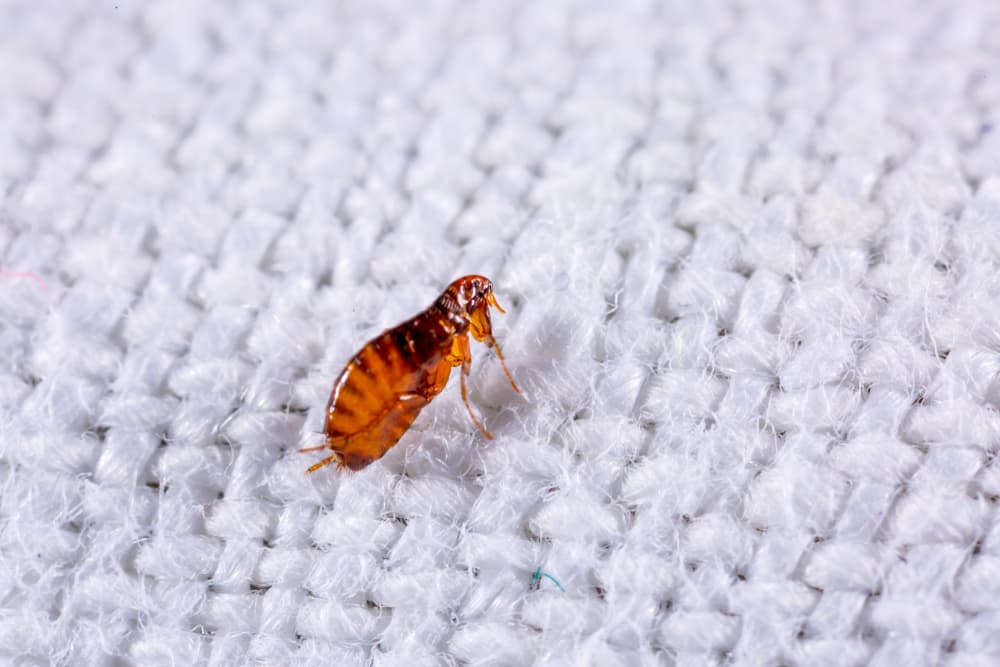 flea on carpet