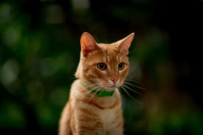 What Do Cat Fleas Look Like?