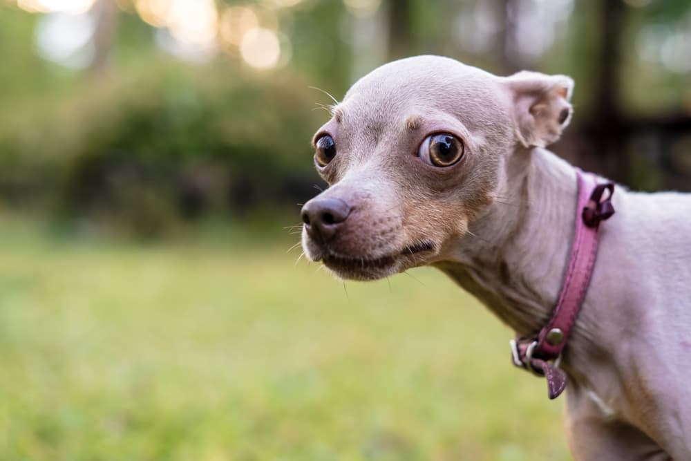 Dog staring off into space