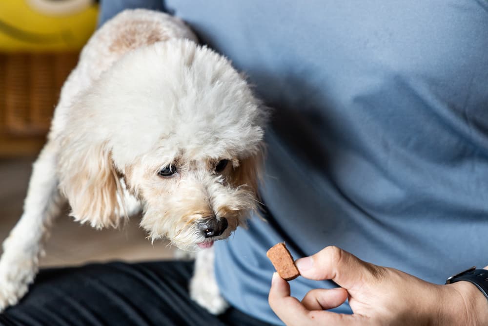 Pet owner giving dog heartworm prevantative
