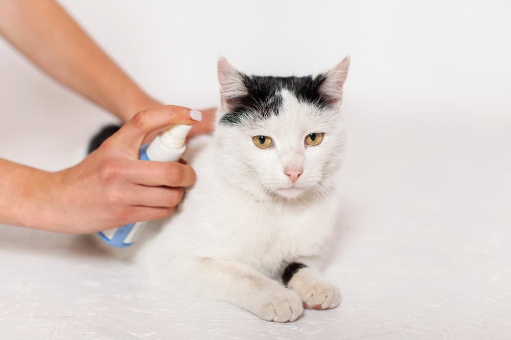 Pet owner spraying cat with flea treatment
