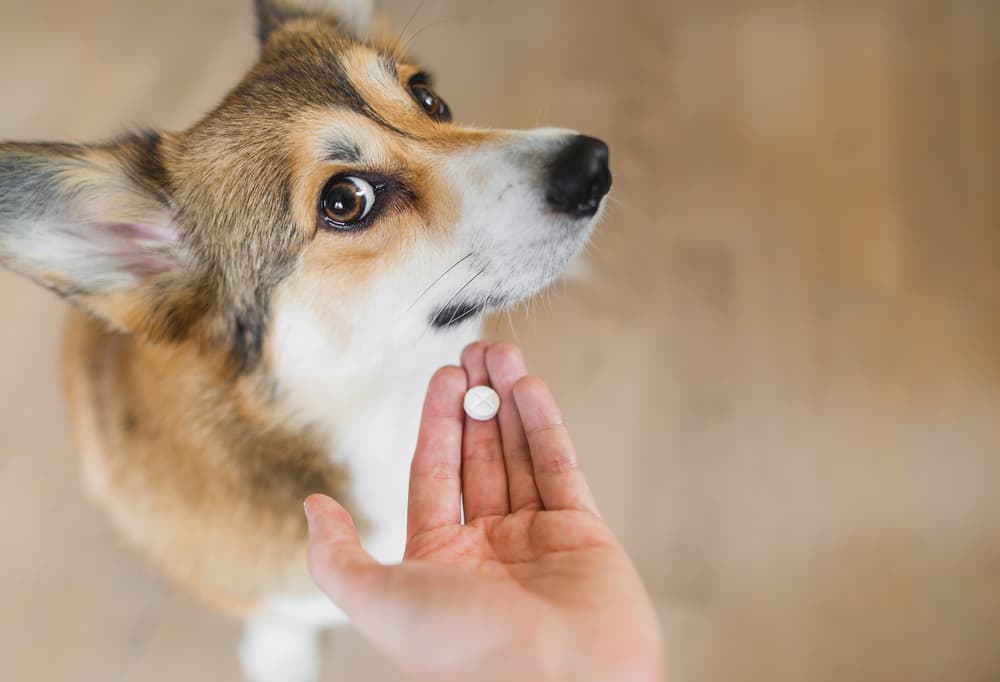 Pet owner holds out tablet to dog