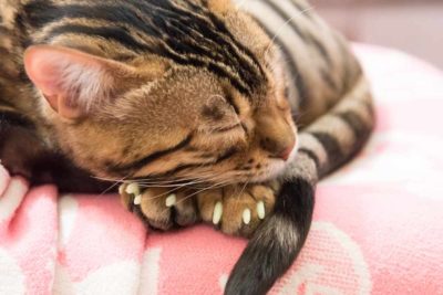 Cat Nail Caps: Pros, Cons, and Alternatives to Consider