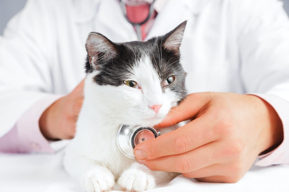 Gray and white cat at vet