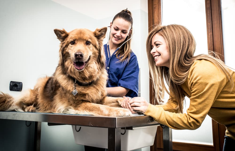 Pet parent and dog at vet