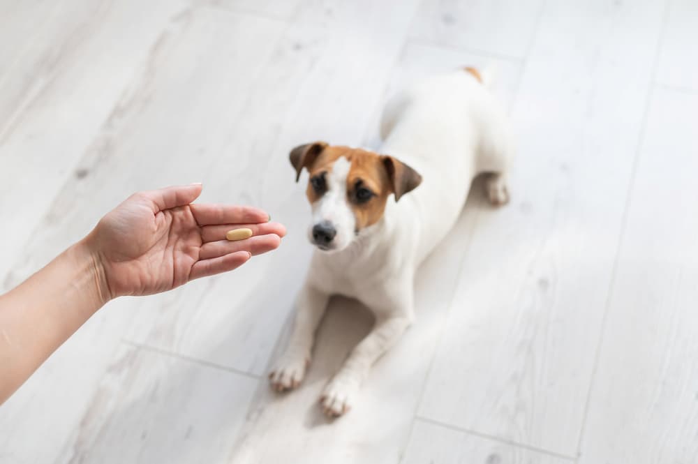Woman holding out tablet in front of dog