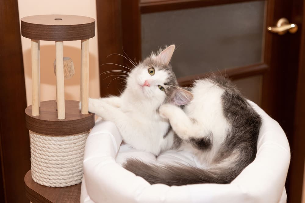Cat is itchy from fleas
