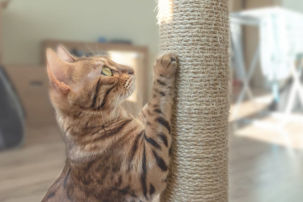 Cat using scratching post
