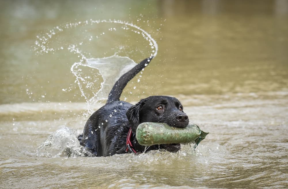 Labrador Retriever swimming in lake