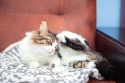 Flea Allergy Dermatitis in Cats