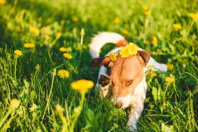 Dog Eye Allergies: Symptoms and Treatment Options