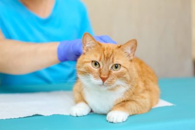 Hepatic Lipidosis in Cats