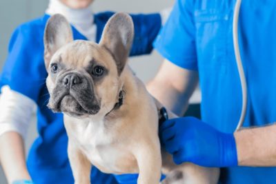 Toxoplasmosis in Dogs