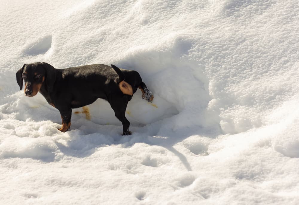 Dachshund peeing in snow