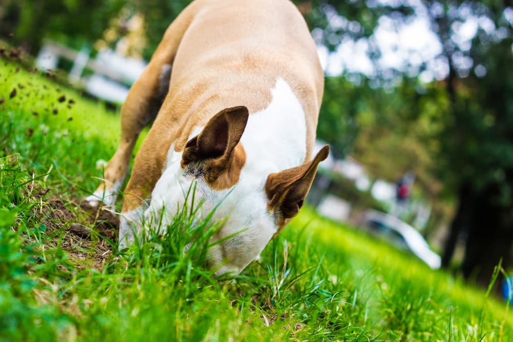Dog digging in the dirt