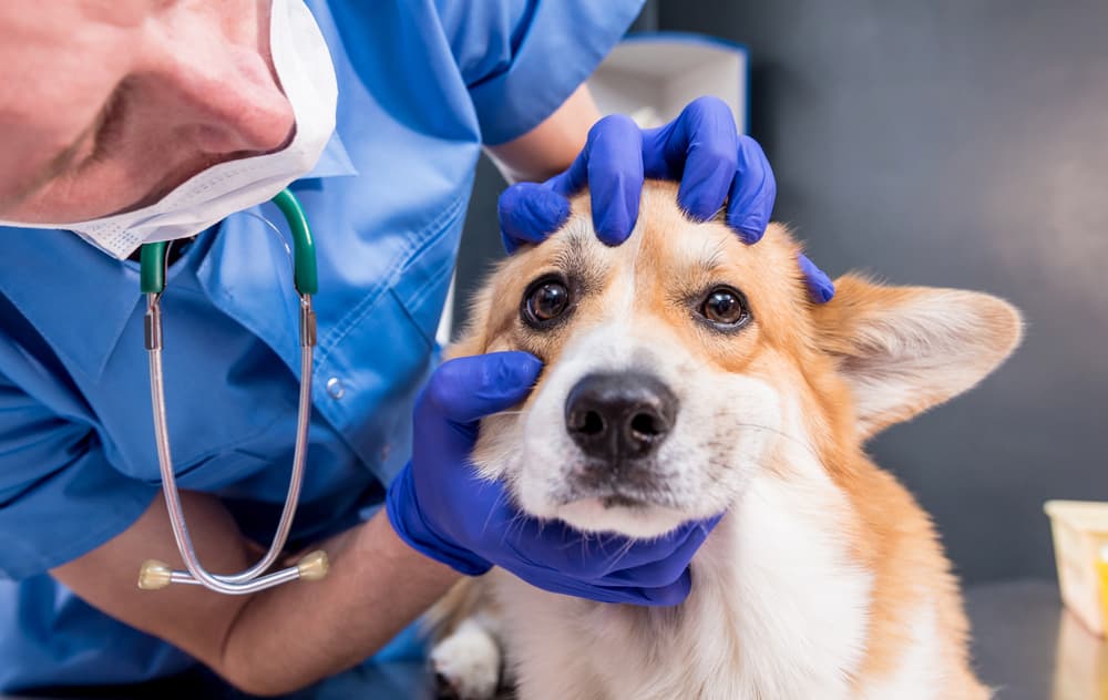 Veterinarian examines a dog's eyes