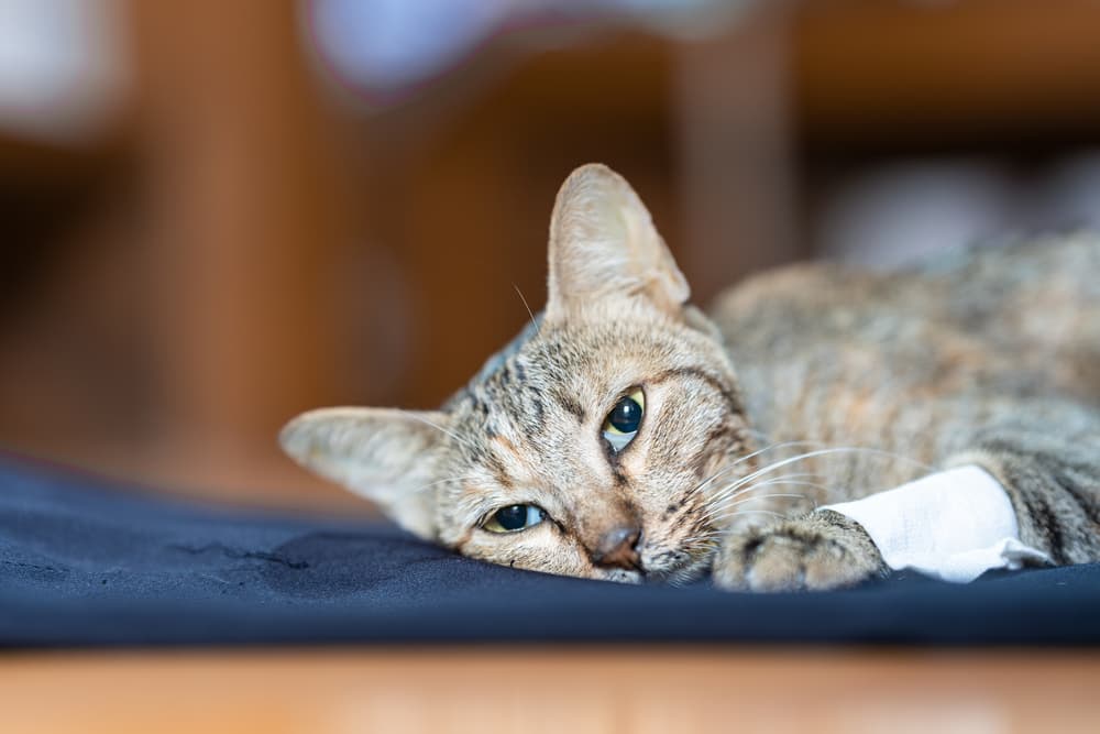 Cat at veterinary hospital getting treatment